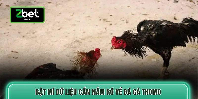 Bật mí dữ liệu cần nắm rõ về đá gà Thomo