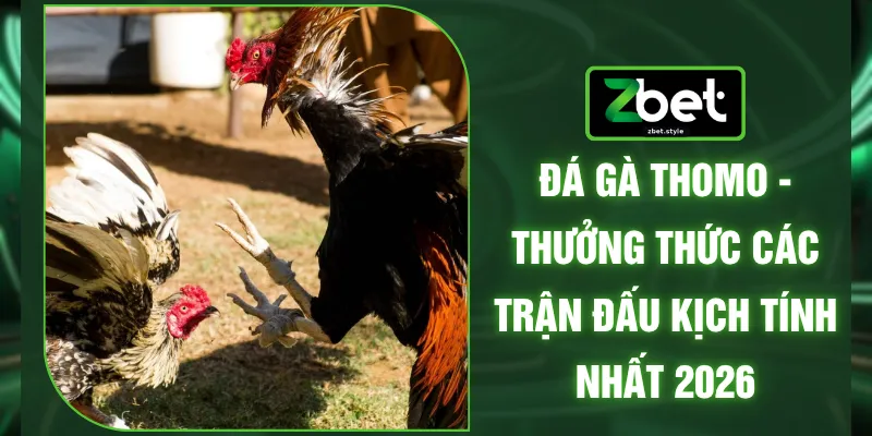 Đá Gà Thomo - Thưởng Thức Các Trận Đấu Kịch Tính Nhất 2026