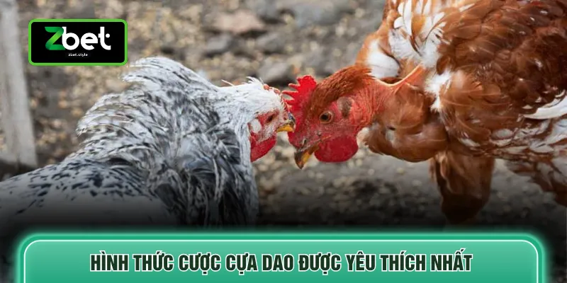 Hình thức cược cựa dao được yêu thích nhất